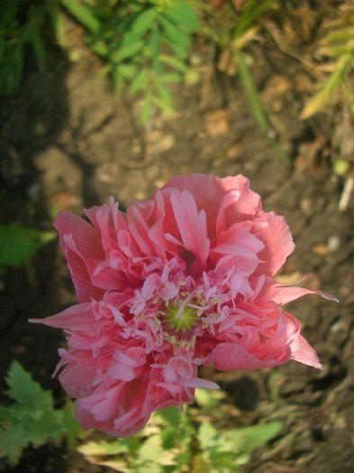 CIMG8143