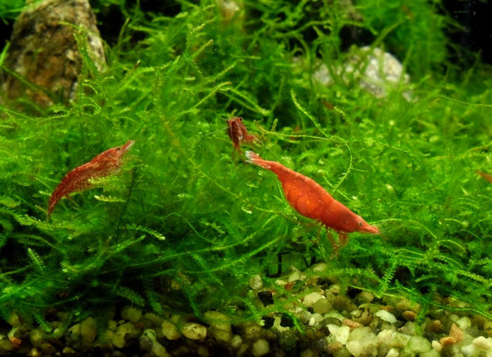 RCS,Sakura