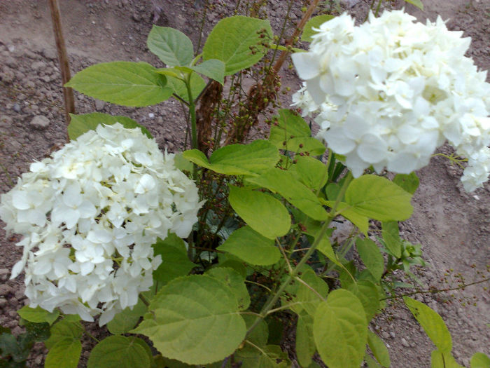 hortensia alba