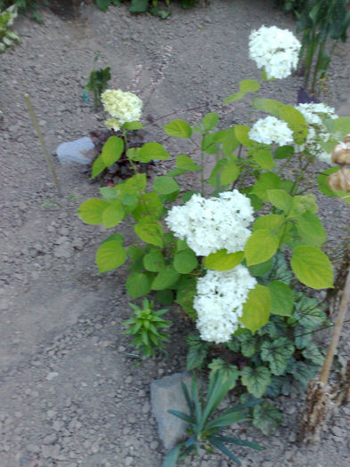 hortensia alba - B FLORI 2013 in gradina