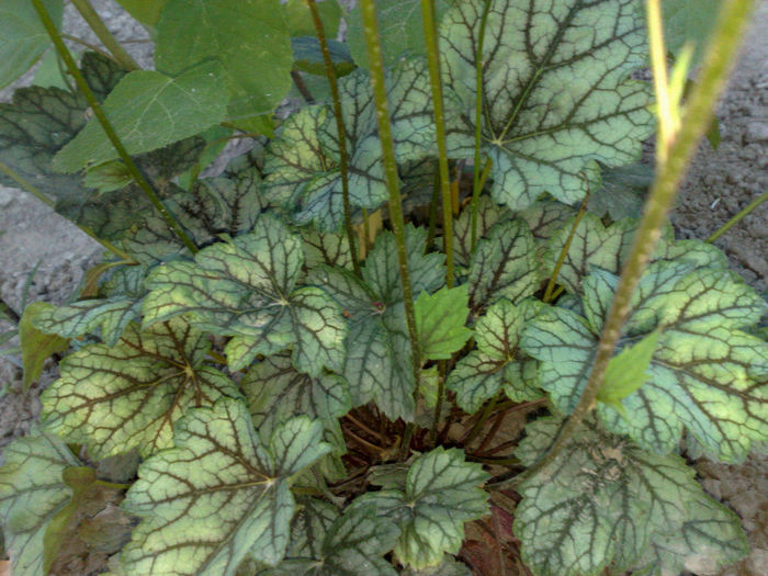 heuchera - B FLORI 2013 in gradina