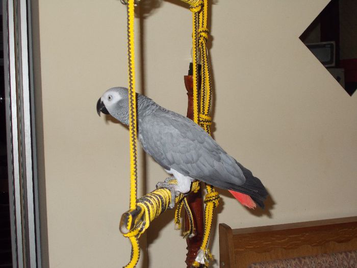 DSCN0542; cel de-al 3 lea Jako 
 pablo
