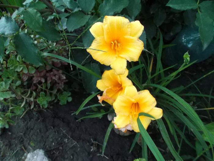 hemerocallis yelow