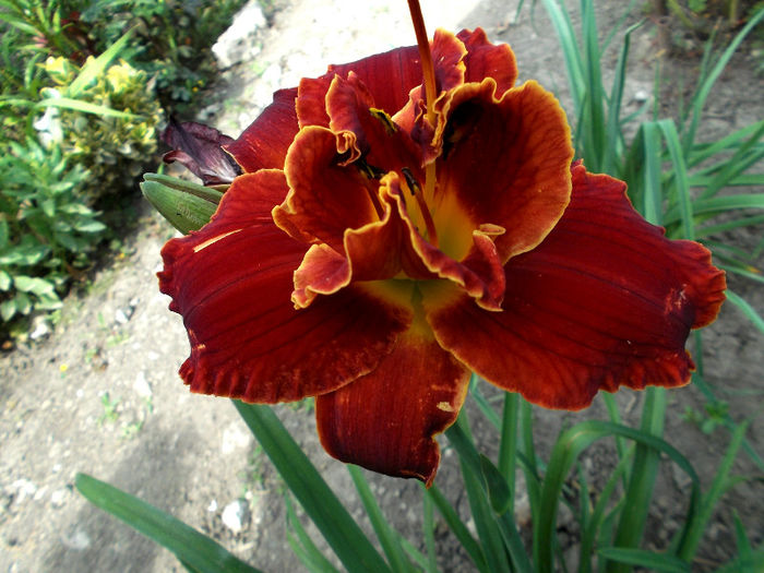 Hemerocallis dublu - Gradina de flori 2013