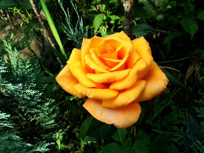 Beaute - Gradina de flori 2013