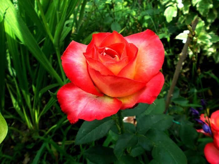 Mein Munchen - Gradina de flori 2013