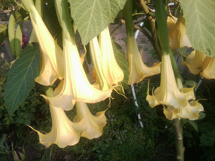 Fotografie3291 - brugmansii si daturi 2013