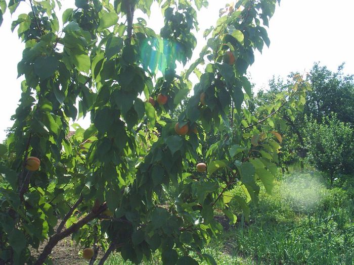 PRIMA PRODUCTIE-15 CAISE