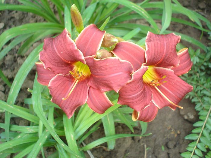 litle  grapette  ??? - Hemerocallis  2013