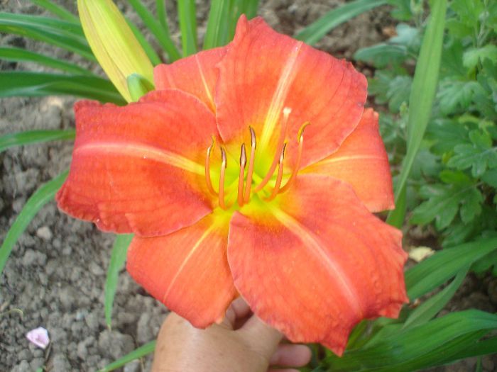 red rum - Hemerocallis  2013