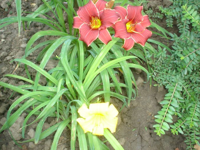  - Hemerocallis  2013