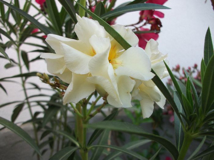 DSCF4534 - Nerium Oleander_leandru