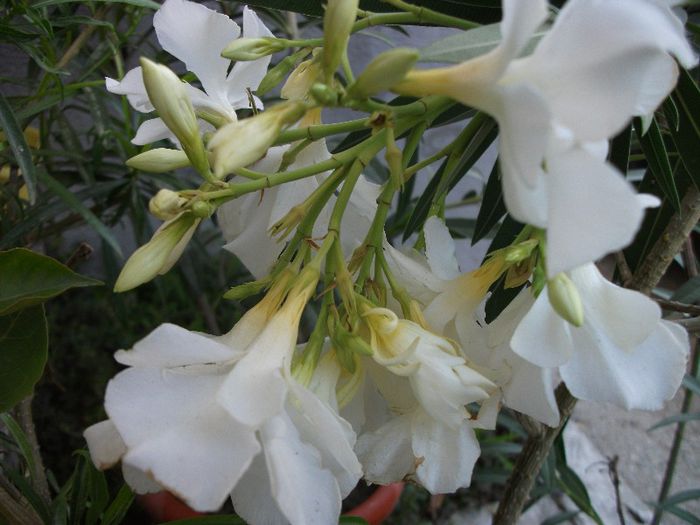 DSCF4537 - Nerium Oleander_leandru