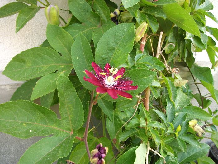 DSCF4547 - zz Passiflora le-am pierdut in 2014