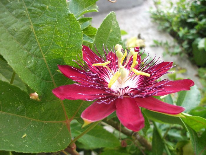 DSCF4550 - zz Passiflora le-am pierdut in 2014