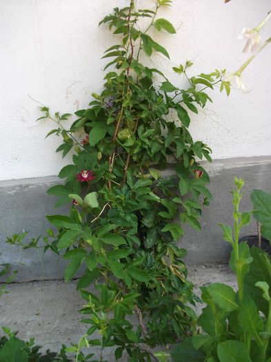 DSCF4552 - zz Passiflora le-am pierdut in 2014