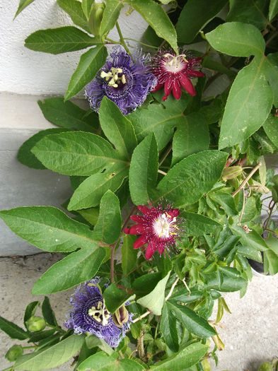 DSCF4553 - zz Passiflora le-am pierdut in 2014