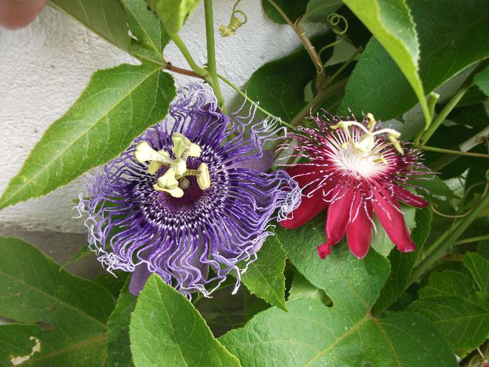 DSCF4554 - zz Passiflora le-am pierdut in 2014