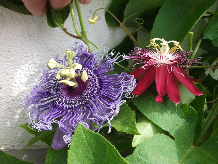 DSCF4556 - zz Passiflora le-am pierdut in 2014