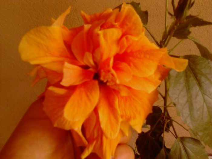 1371979855191 - hibiscus portocaliu batut