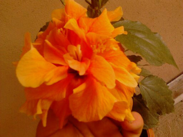 1371979860680 - hibiscus portocaliu batut