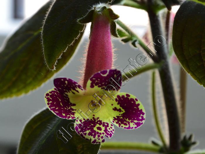 Kohleria Mary (ni) - KOHLERIA II