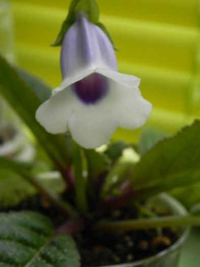 S. Carangola - Sinningia