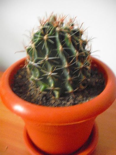 Hematocactus Setispinus