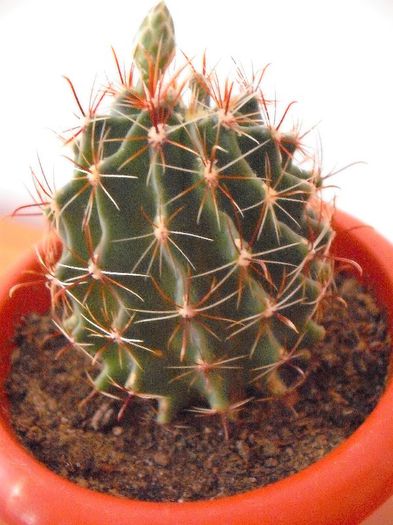 Hematocactus Setispinus; Bricostor 2012
