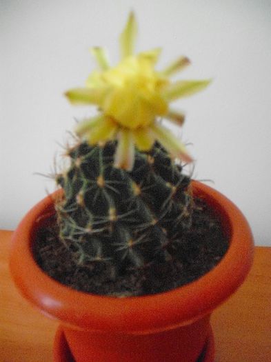 Hematocactus Setispinus - Mammillaria 2013