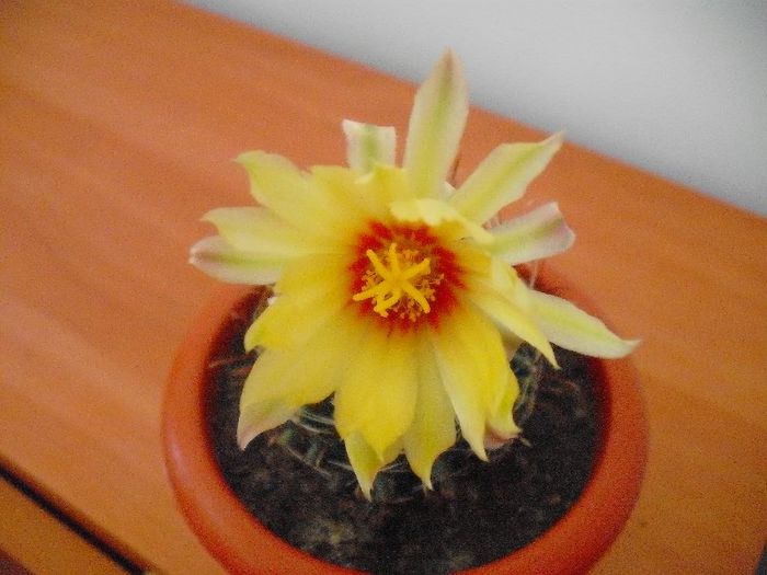 Hematocactus Setispinus