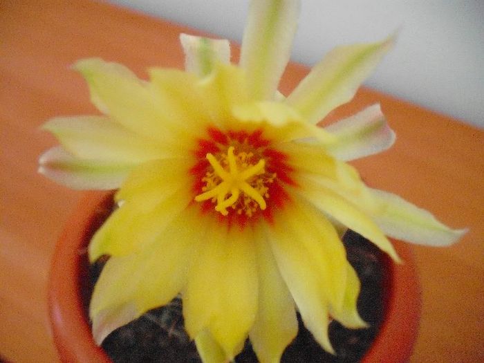 Hematocactus setispinus