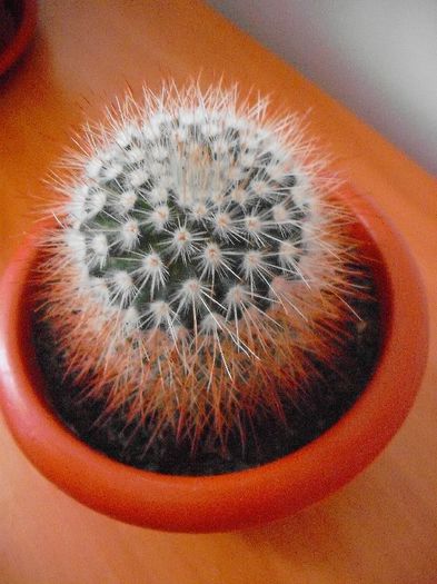 Mammillaria Spinosisima Rubrispina; Bricostor 2012
