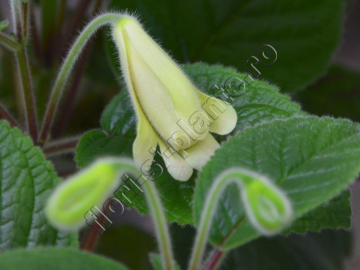 Sinningia An s Nyx - GLOXINIA _ SINNINGIA__NEWS 2013