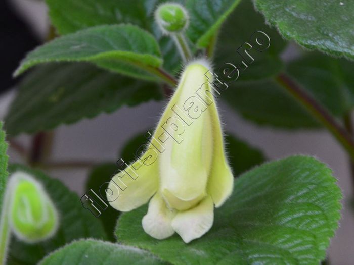 Sinningia An s Nyx - GLOXINIA _ SINNINGIA__NEWS 2013