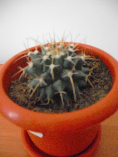 Mammillaria Winteriana; CRYSSS 2013
