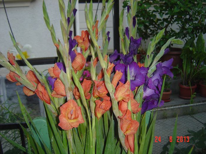 Picture 359 - 0 GLADIOLE-2013