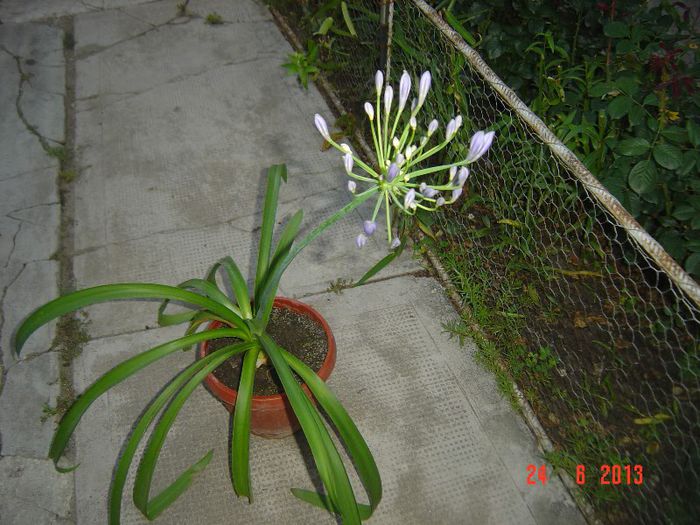 Picture 360 - 0 AMARILLYS SI AGAPANTHUS