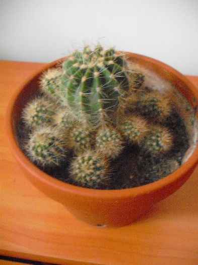 ? - Cactusi Neindentificati