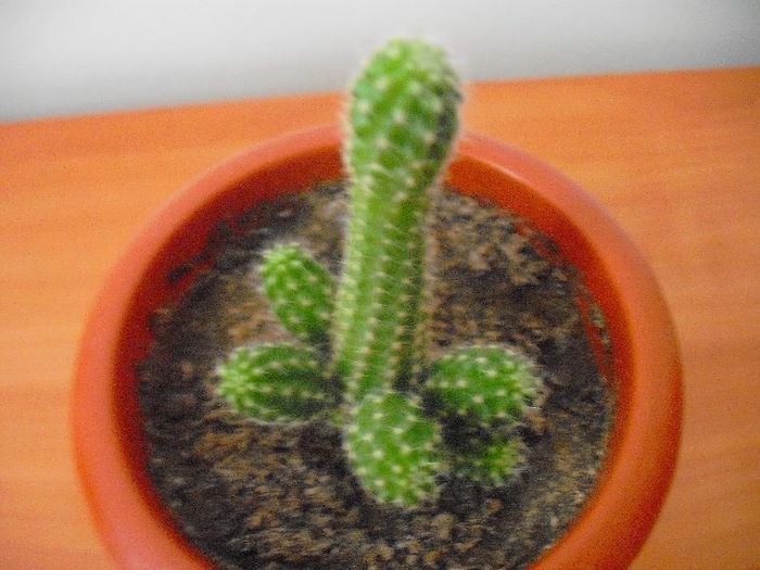 ? - Cactusi Neindentificati