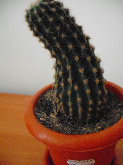 ? - Cactusi Neindentificati