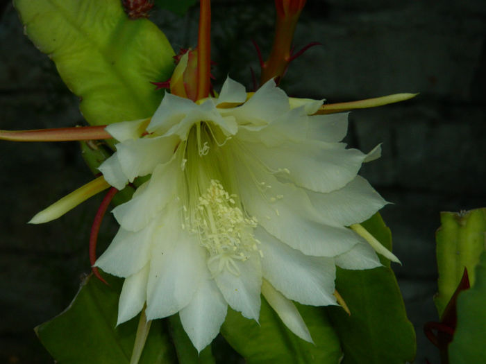 DSCN3714 - 2 IUNIE 2013