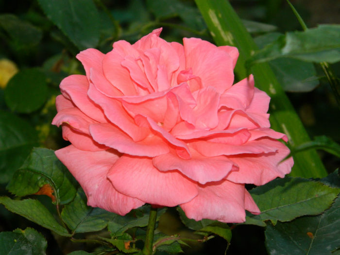 DSCN3723