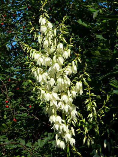 DSCN3725 - 2 IUNIE 2013