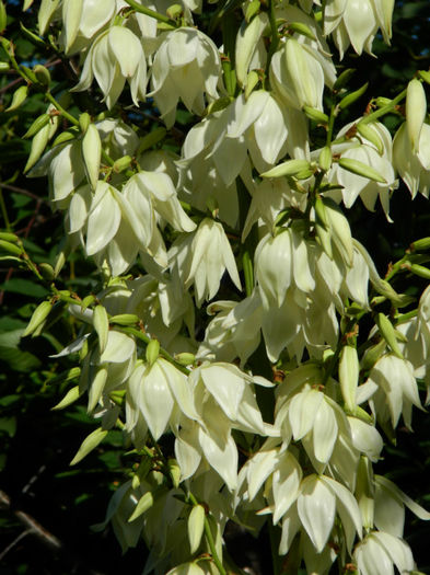 DSCN3726 - 2 IUNIE 2013