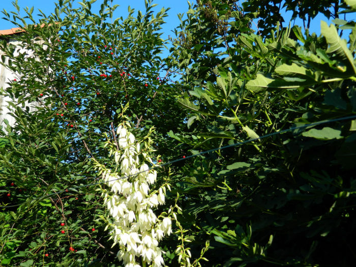 DSCN3727 - 2 IUNIE 2013