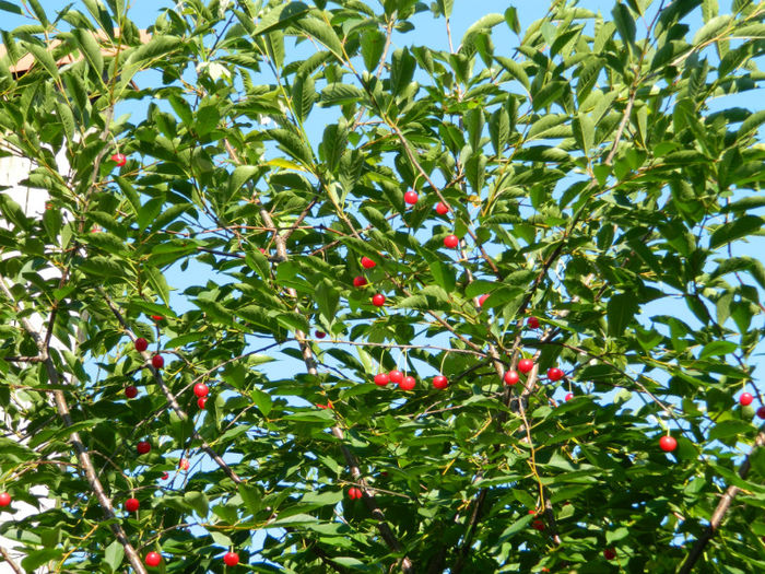 DSCN3728 - 2 IUNIE 2013