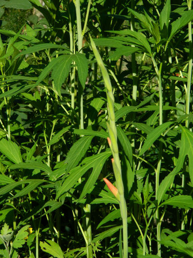 DSCN3734 - 2 IUNIE 2013