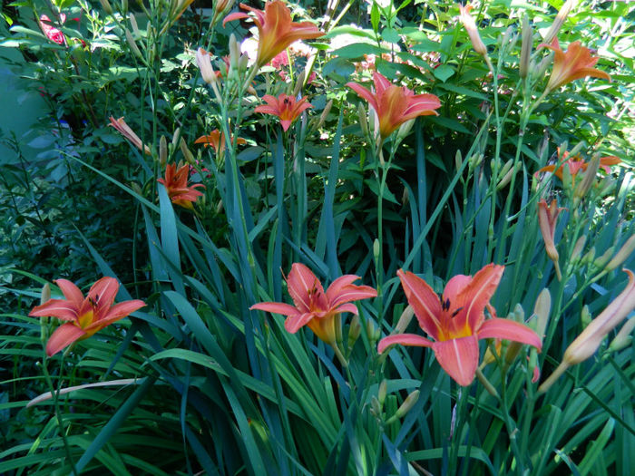 DSCN3737 - 2 IUNIE 2013