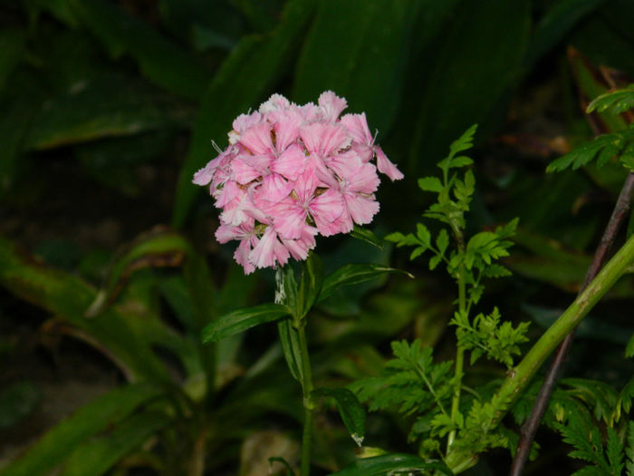 DSCN3739